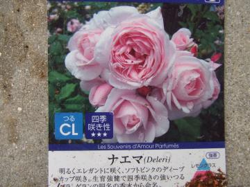 ナエマ