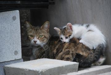 猫　おやこ　