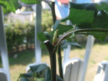 薔薇　新芽