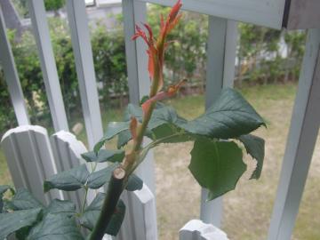 薔薇　新芽