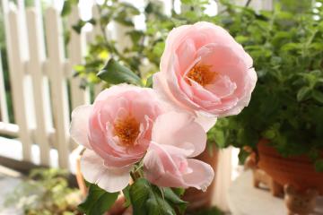 ナエマ　薔薇