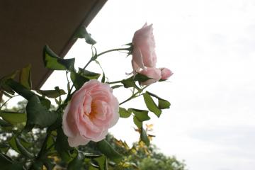 ナエマ　薔薇