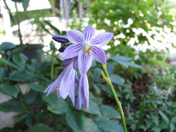 ギボウシ　ホスタ　花