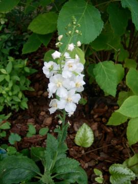 バーバスカム　ロマンキャンドル白花