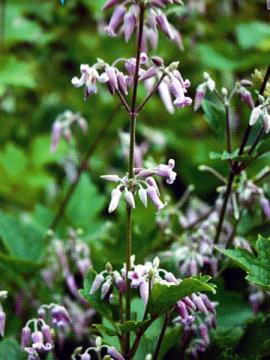 クレマチス　草ボタン　入傘山　の花