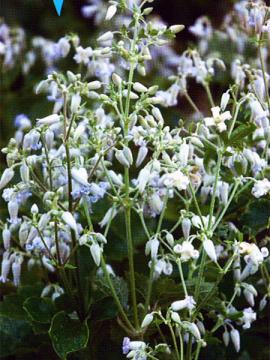 クレマチス　草ボタン　伊吹山　の花