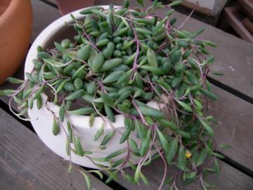 多肉植物　枝垂れるタイプ