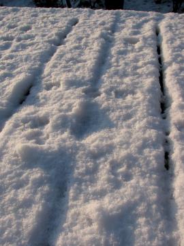 初雪積りました！