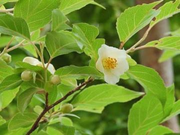 ヒメシャラ　花