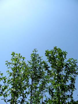 晴れ