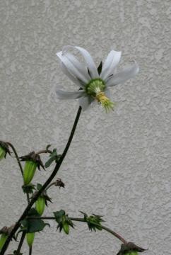 ミショウキシア 花