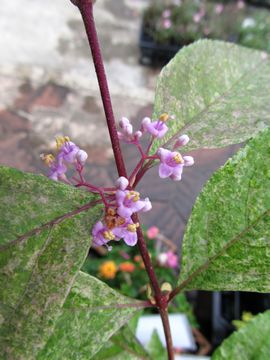 斑入り紫式部　花