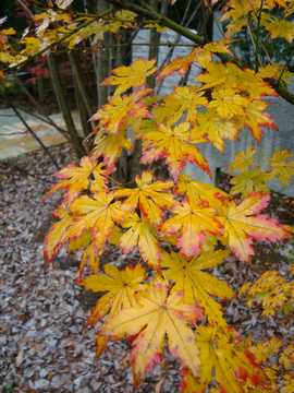 モミジ　向山谷錦　紅葉