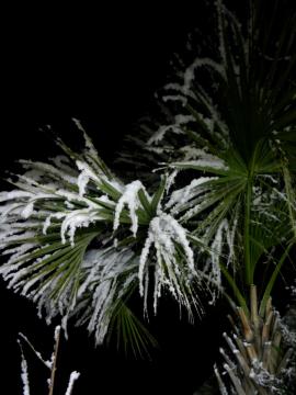 ヤシと雪