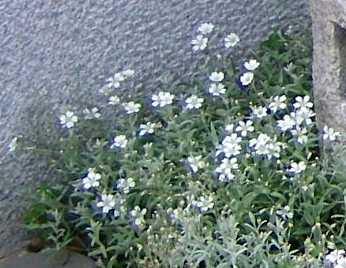 セラスチウム　花