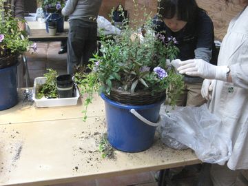 寄せ植え教室