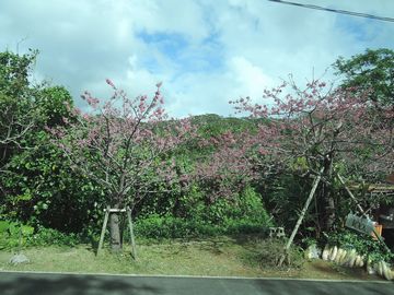 沖縄　桜