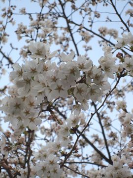 桜　開花