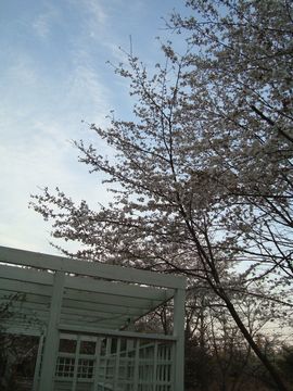 桜