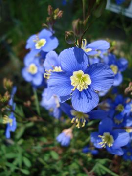 ヘリオフィラ　花