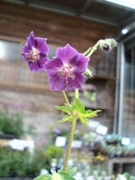 ゲラニウム　スプリングタイム　花