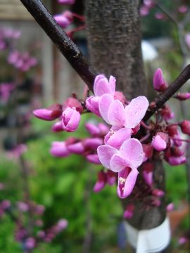 ハナズオウ　フォレストパンシー　花