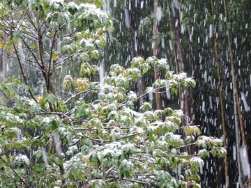 雪