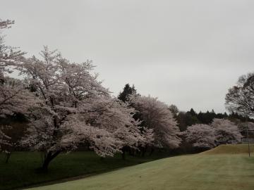 満開　桜