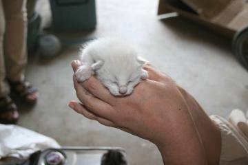 子猫・ホワイト・白猫・可愛い・