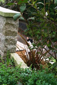 茨城ガーデン・天然石門柱・猫と庭