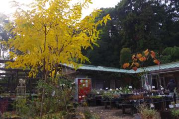 フリーシア・つくば市園芸店