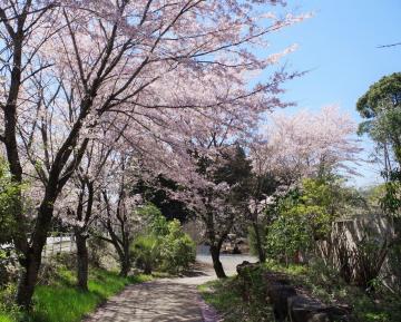 桜・樹木