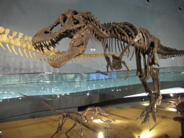 ティラノサウルスレックス
