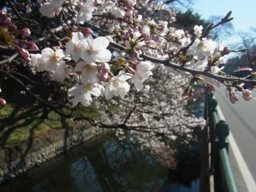 高崎公園の桜