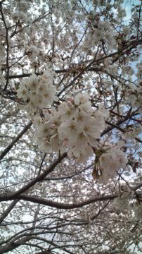 桜接写