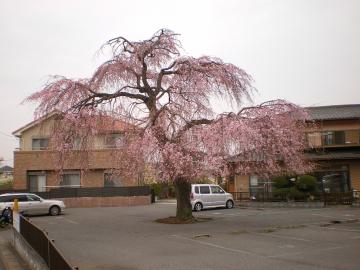 千葉シダレ桜