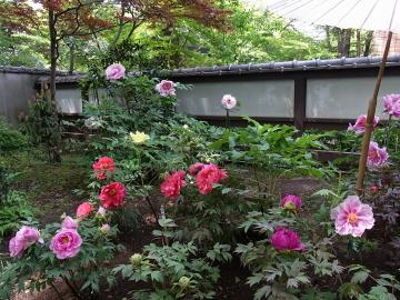 上野東照宮のボタン園　☆福島のエクステリア＆ガーデンは内池工業まで☆
