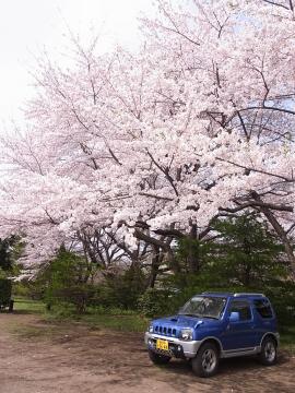 浄楽園の桜。　☆福島のエクステリア&ガーデンは内池工業まで☆