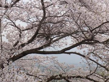 大森城址公園の桜。　☆福島のエクステリア&ガーデンは内池工業まで☆
