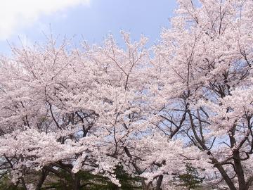 浄楽園の桜。　☆福島のエクステリア&ガーデンは内池工業まで☆