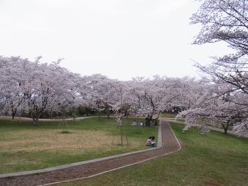 大森城址公園の桜。 ☆福島のエクステリア&ガーデンは内池工業まで☆