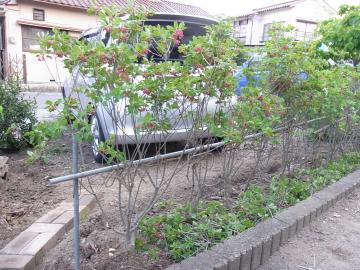 サラサドウダンを生垣にしたい！　☆福島のエクステリア&ガーデンは内池工業まで☆