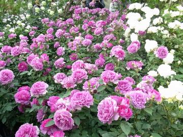 国際バラとガーデニングショーの一日　☆福島のエクステリア&ガーデンは内池工業まで☆