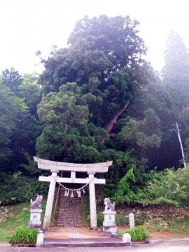 熊野神社のスギ