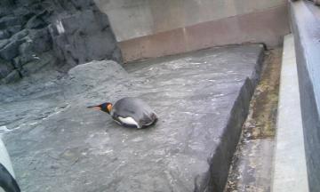 寝るペンギン