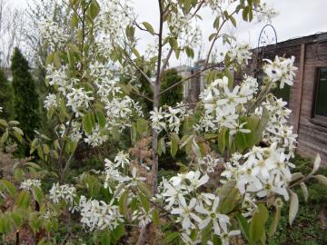 グリーン造園　ジュンベリーの花