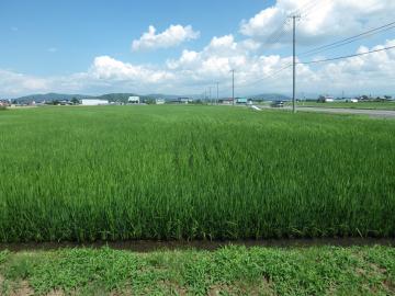 グリーン造園の窓から　田んぼ　７月１５日