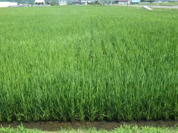 グリーン造園の窓から　田んぼ　７月１５日