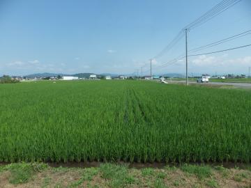 グリーン造園の窓から　田んぼ　７月３日