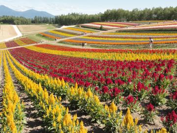 グリーン造園　四季彩の丘　ケイトウ